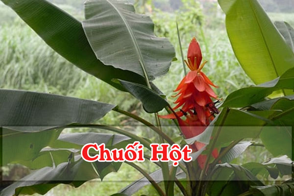 Chuối hột một loại chuối thường được trồng rất nhiều ở vùng rừng