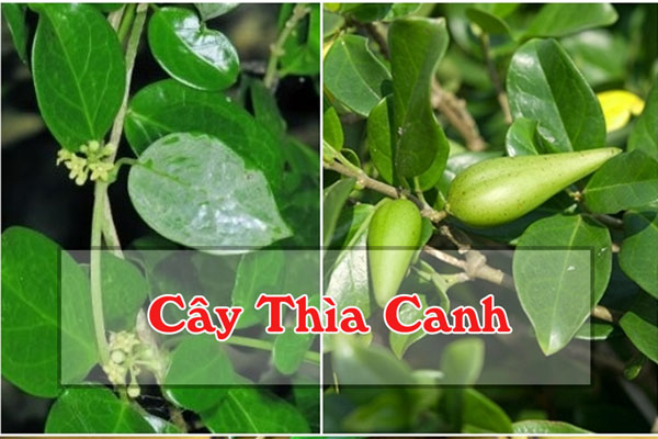 Cây thìa canh - một trong những dược liệu từ thiên nhiên hỗ trợ tiểu đường