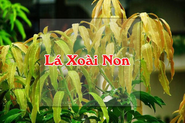 Lá xoài non hỗ trợ điều trị bệnh tiểu đường 