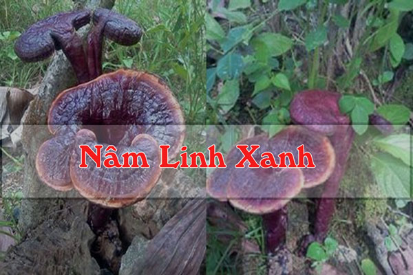 Nấm linh xanh - một loại nấm có tác dụng chữa bệnh tiểu đường