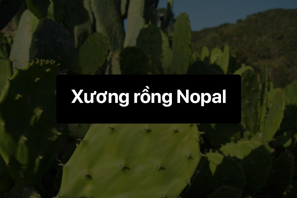 Xương rồng Nopal