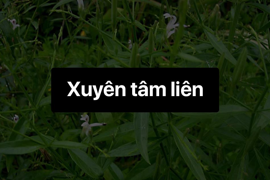 Xuyên tâm liên